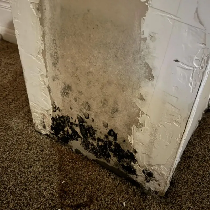 Professional Mold Removal in Humboldt County, CA